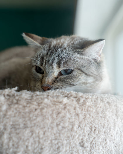 Electra, an adoptable Domestic Short Hair in Pequot Lakes, MN, 56472 | Photo Image 3