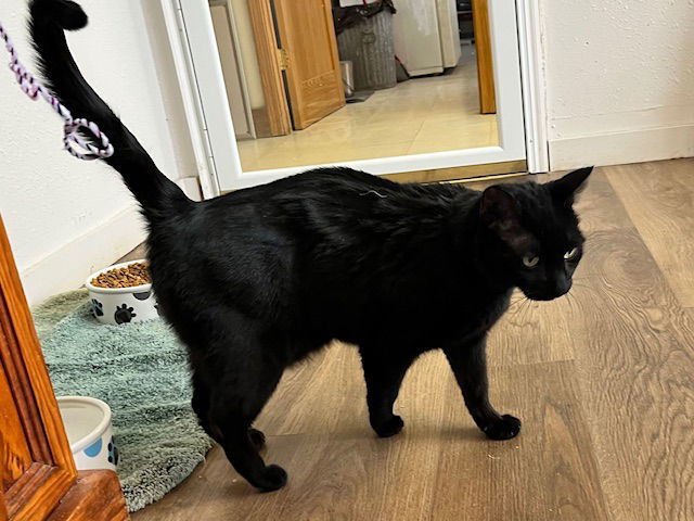 Anubis