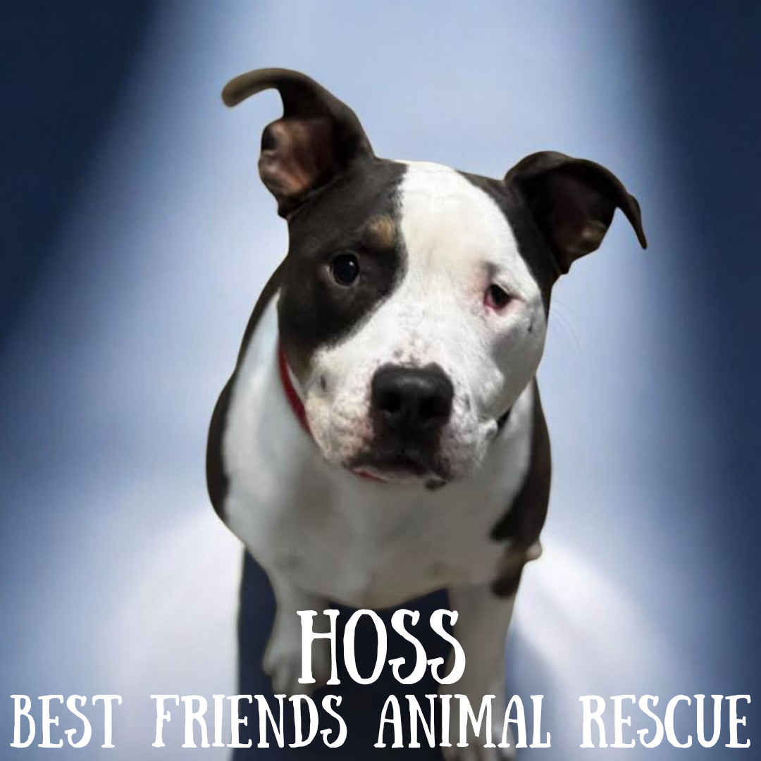 Hoss, an adoptable Pit Bull Terrier in Wasilla, AK, 99654 | Photo Image 1