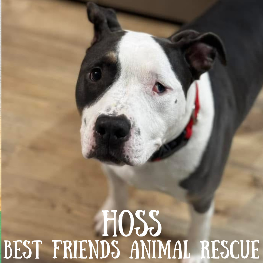 Hoss, an adoptable Pit Bull Terrier in Wasilla, AK, 99654 | Photo Image 2