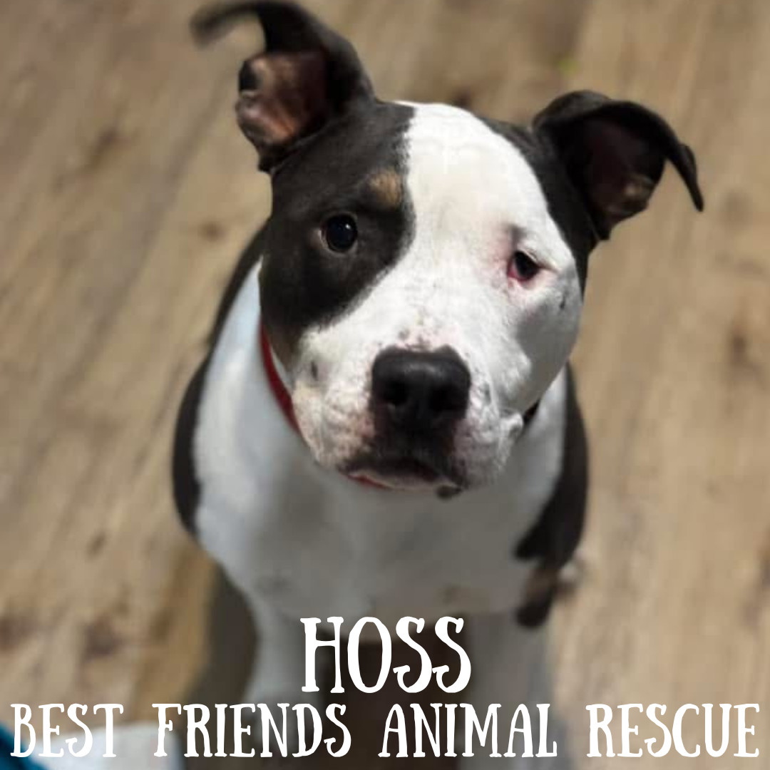 Hoss, an adoptable Pit Bull Terrier in Wasilla, AK, 99654 | Photo Image 3