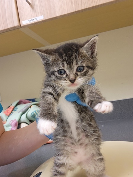 Lilla, an adoptable Domestic Short Hair in Kennewick, WA, 99336 | Photo Image 1