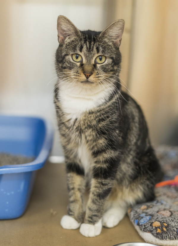 Astrid, an adoptable Domestic Short Hair in Kennewick, WA, 99336 | Photo Image 1