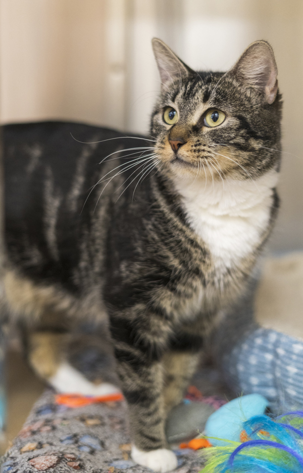 Astrid, an adoptable Domestic Short Hair in Kennewick, WA, 99336 | Photo Image 2