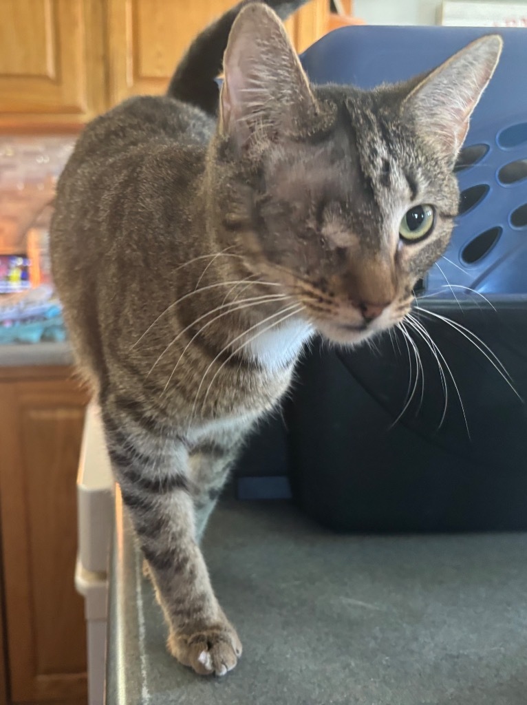 Sharik Nine, an adoptable Domestic Short Hair in Gorham, ME, 04038 | Photo Image 1