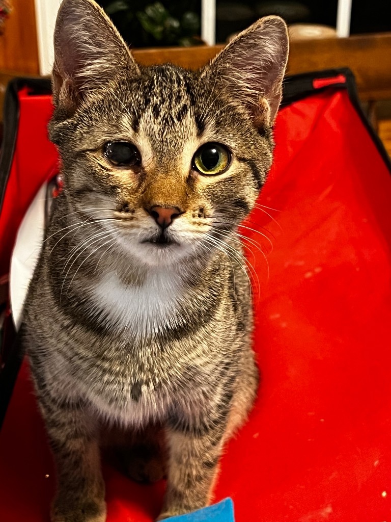 Sharik Nine, an adoptable Domestic Short Hair in Gorham, ME, 04038 | Photo Image 2