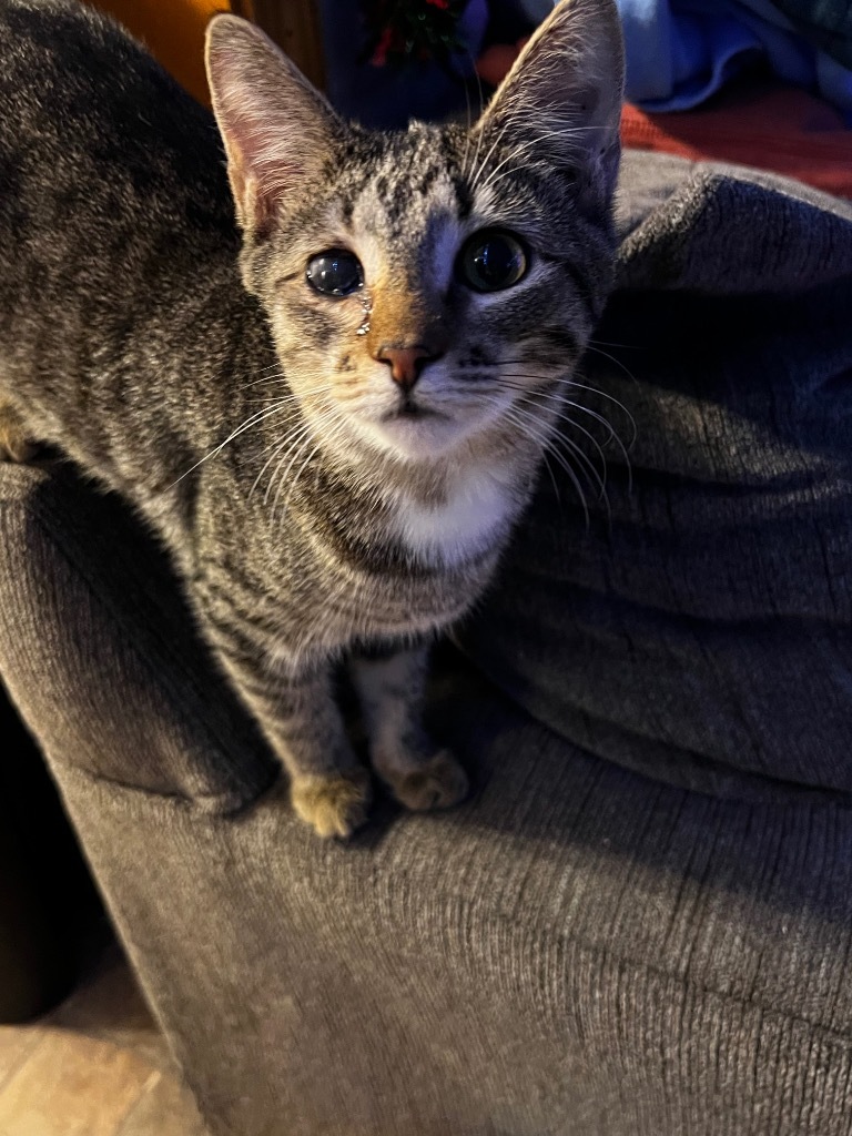 Sharik Nine, an adoptable Domestic Short Hair in Gorham, ME, 04038 | Photo Image 3