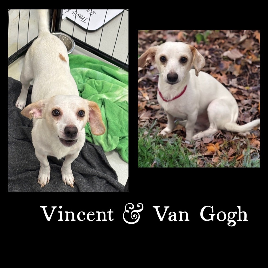 Vangogh / Vincent