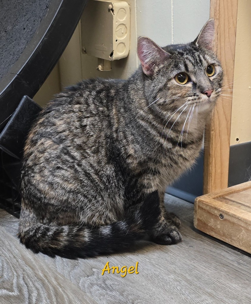 Angel