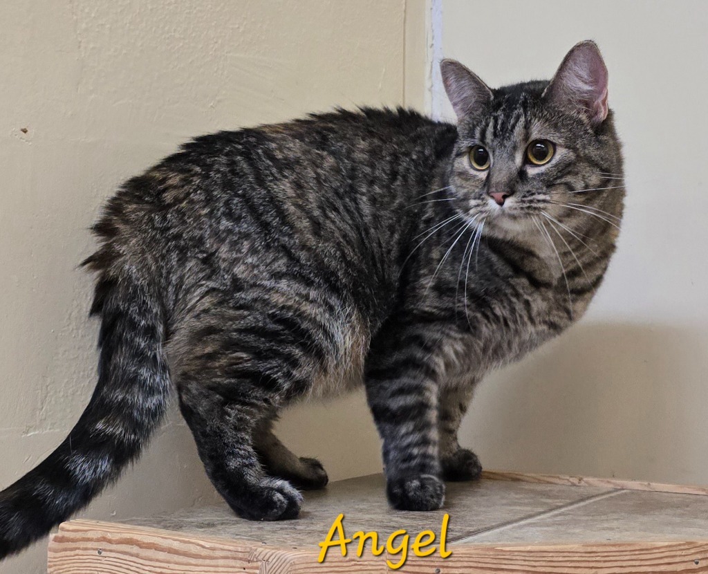 Angel