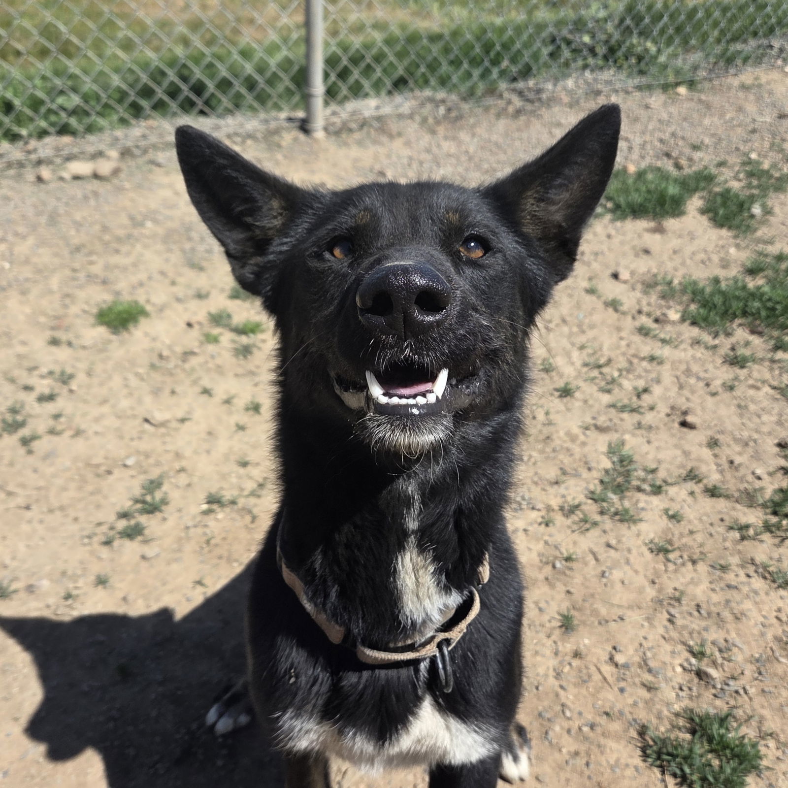 Lassi, an adoptable Australian Kelpie, German Shepherd Dog in Yreka, CA, 96097 | Photo Image 1