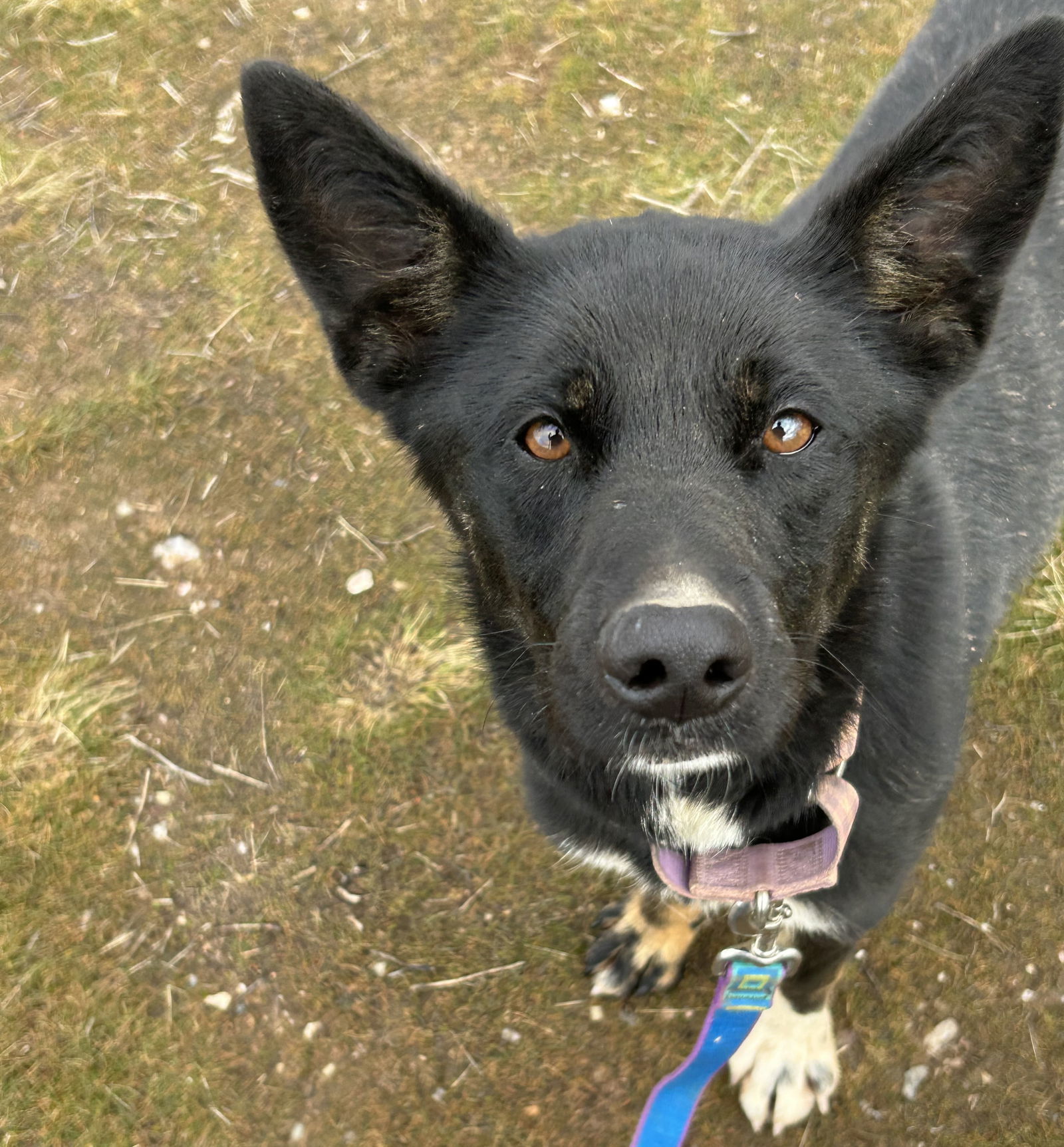 Lassi, an adoptable Australian Kelpie, German Shepherd Dog in Yreka, CA, 96097 | Photo Image 2