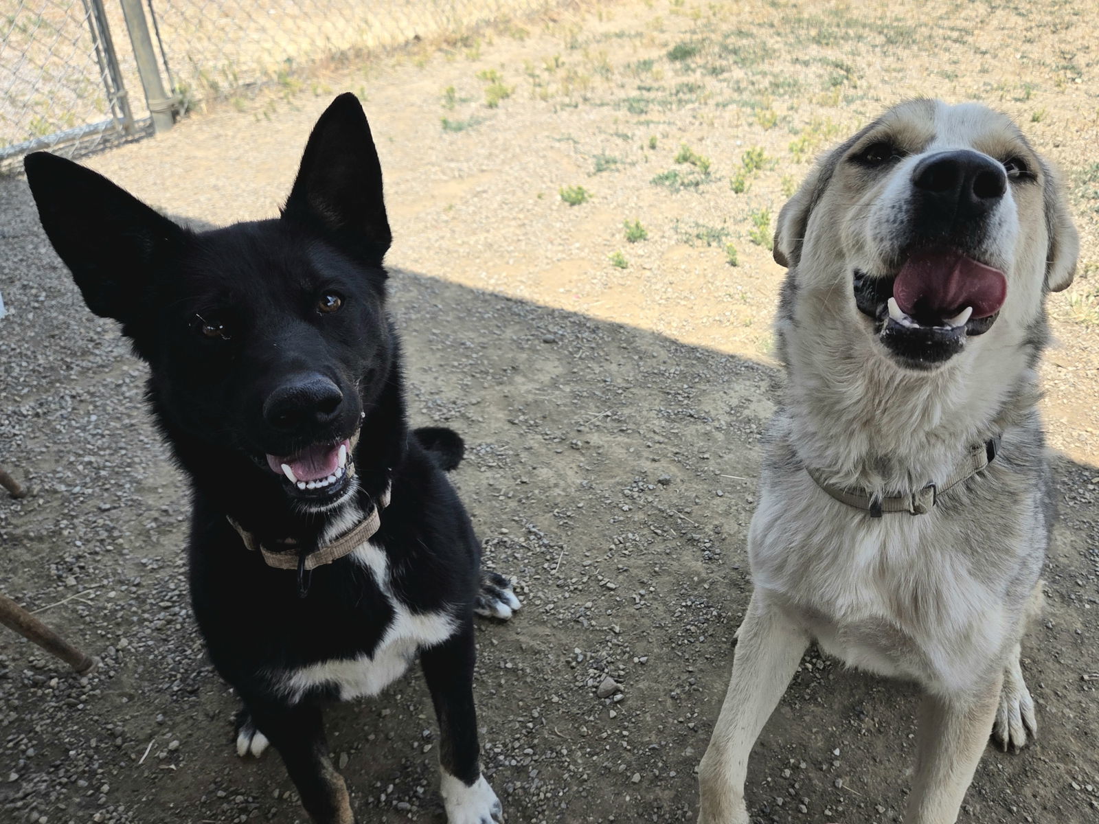 Lassi, an adoptable Australian Kelpie, German Shepherd Dog in Yreka, CA, 96097 | Photo Image 3