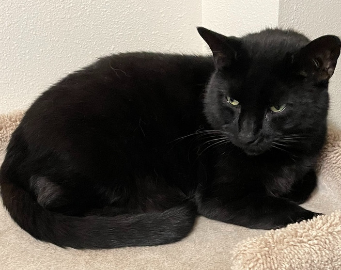 Mr. Kitty, an adoptable Domestic Short Hair in Eugene, OR, 97405 | Photo Image 1