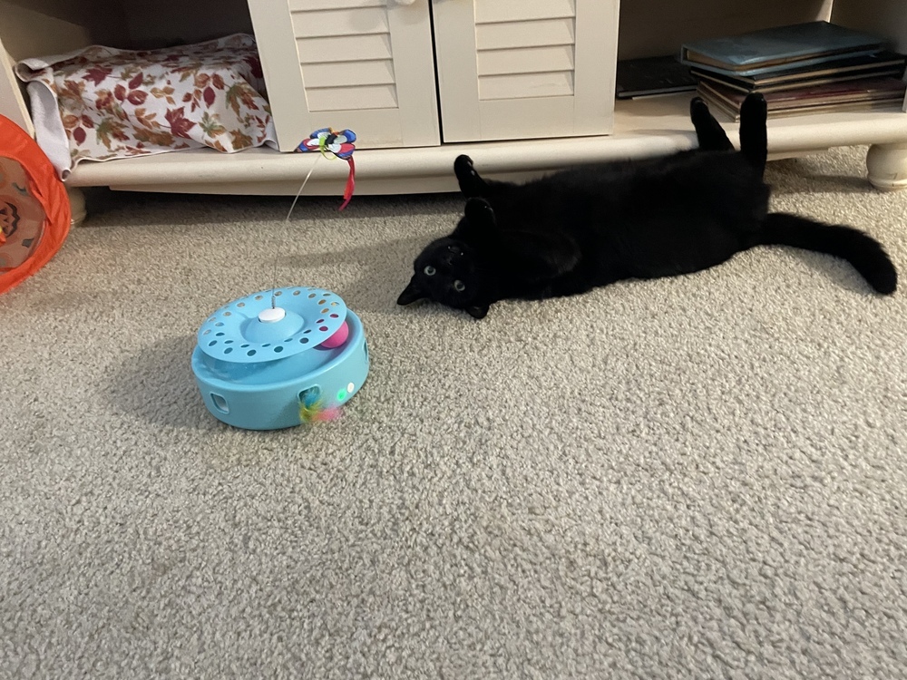 Mr. Kitty, an adoptable Domestic Short Hair in Eugene, OR, 97405 | Photo Image 2