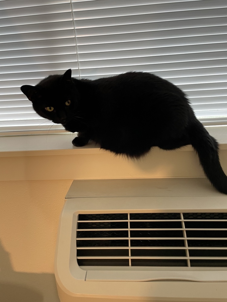 Mr. Kitty, an adoptable Domestic Short Hair in Eugene, OR, 97405 | Photo Image 3