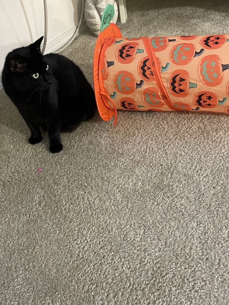 Mr. Kitty, an adoptable Domestic Short Hair in Eugene, OR, 97405 | Photo Image 4