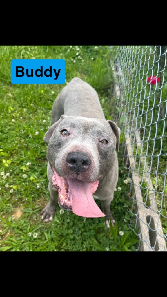 Buddy
