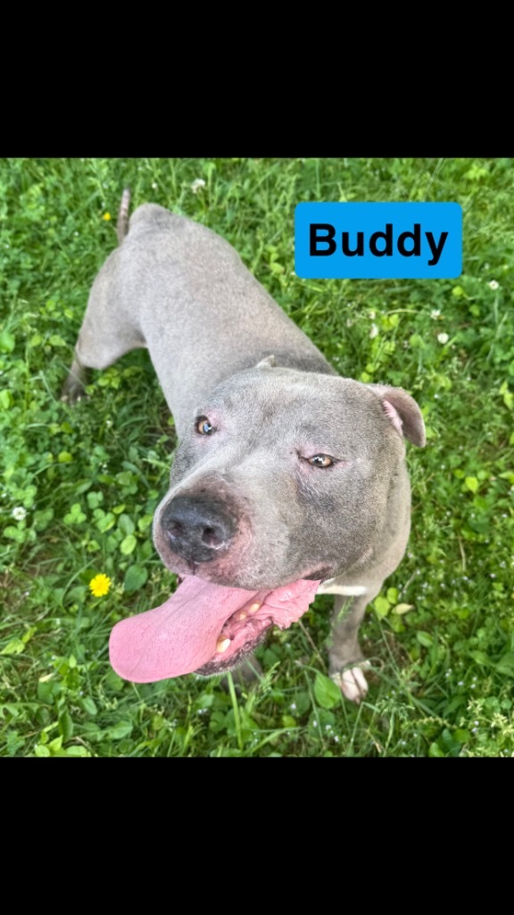 Buddy