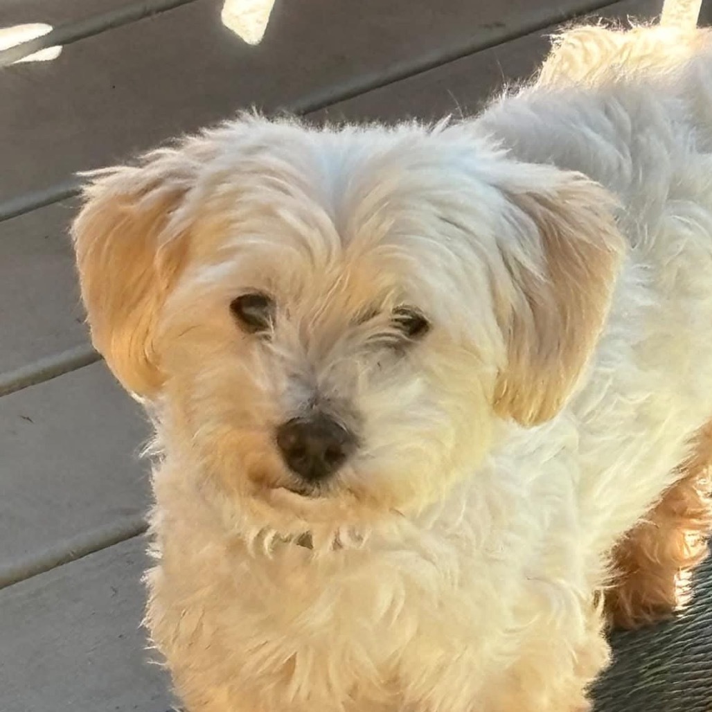 Sebastian, an adoptable Havanese in Jacksonville, FL, 32250 | Photo Image 1