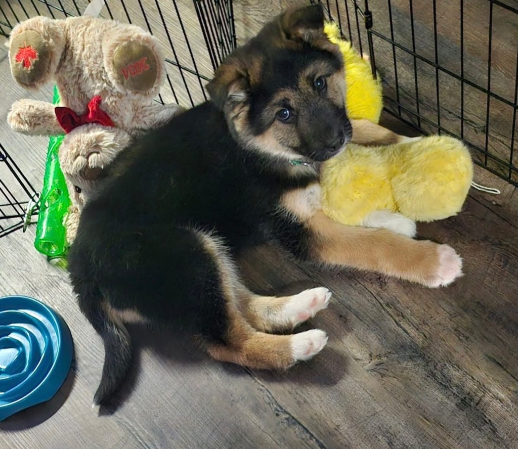 Bear, an adoptable Husky in Yellowknife, NT, X1A 2W5 | Photo Image 1