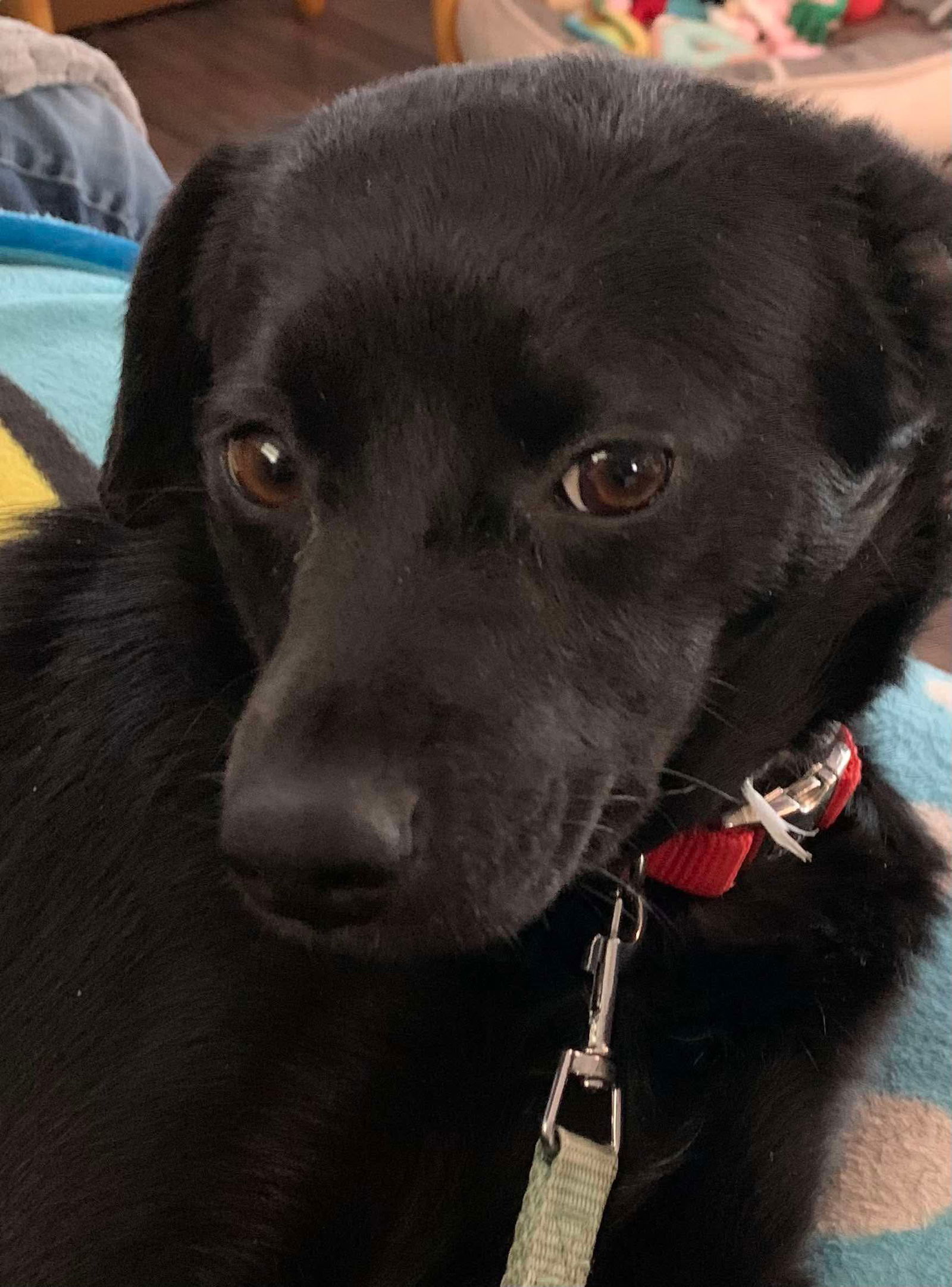 River, an adoptable Schipperke, Pug in Pomfret Center, CT, 06259 | Photo Image 1