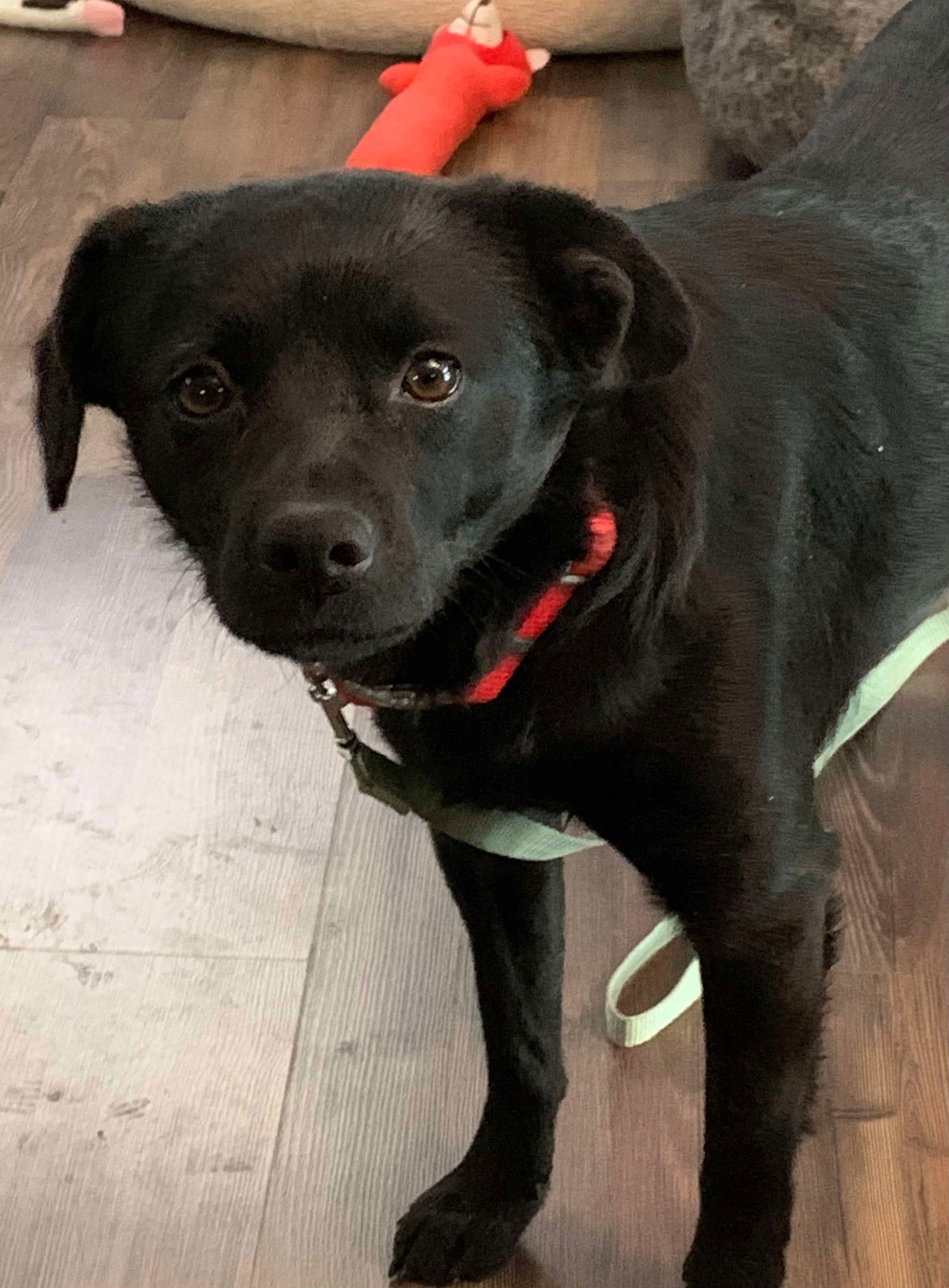 River, an adoptable Schipperke, Pug in Pomfret Center, CT, 06259 | Photo Image 2