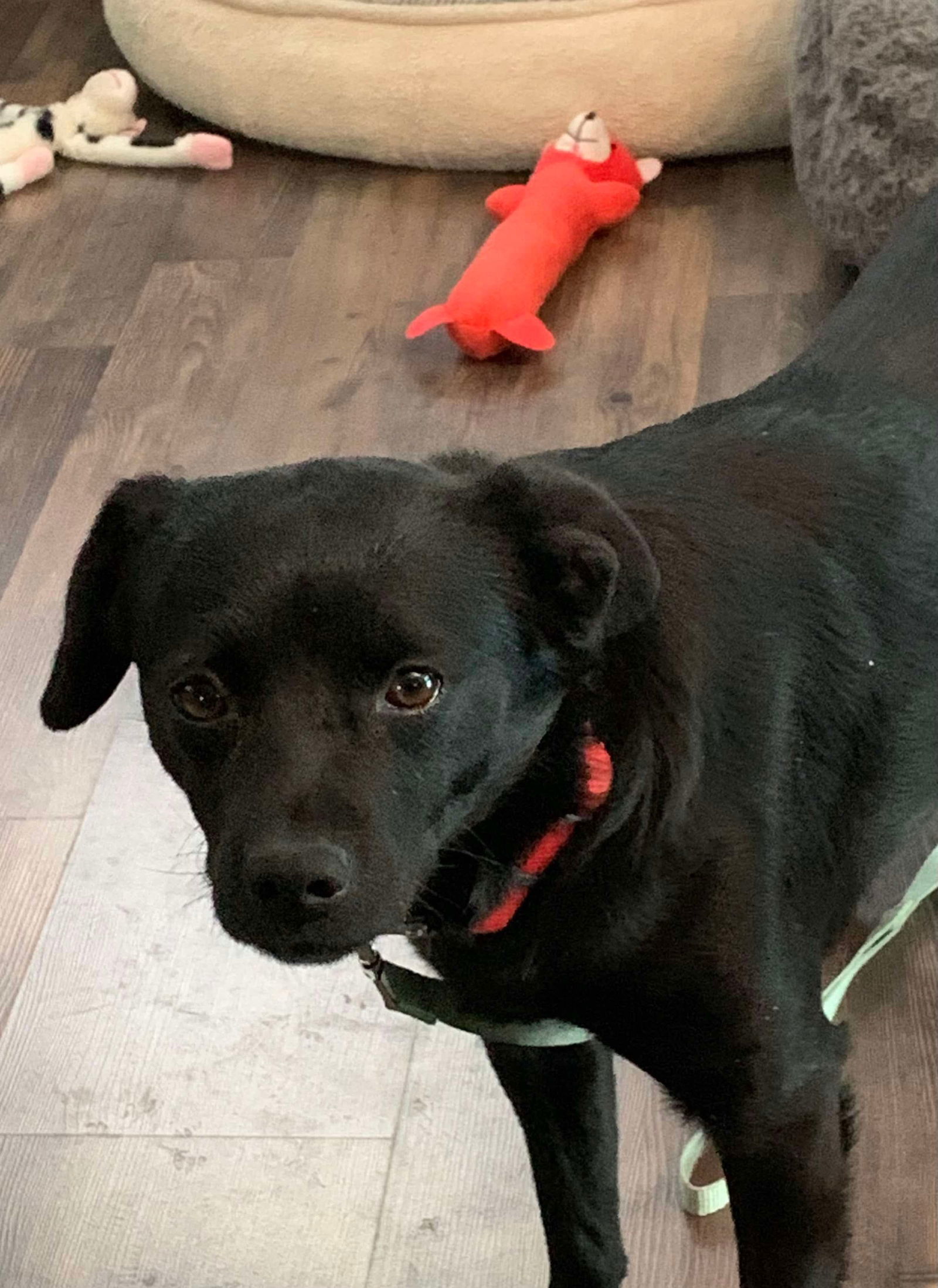 River, an adoptable Schipperke, Pug in Pomfret Center, CT, 06259 | Photo Image 3