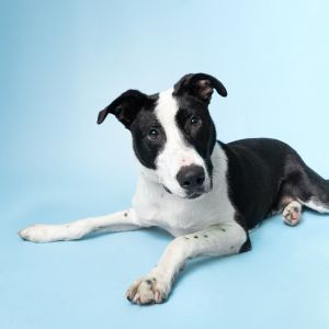 Menorah, Young Male Mixed Breed