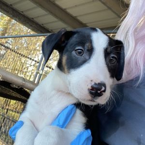 Sufganiyot, Young Female Mixed Breed