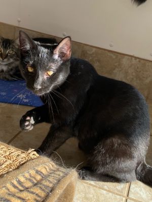 TurkeyTom, Young Male Domestic Short Hair