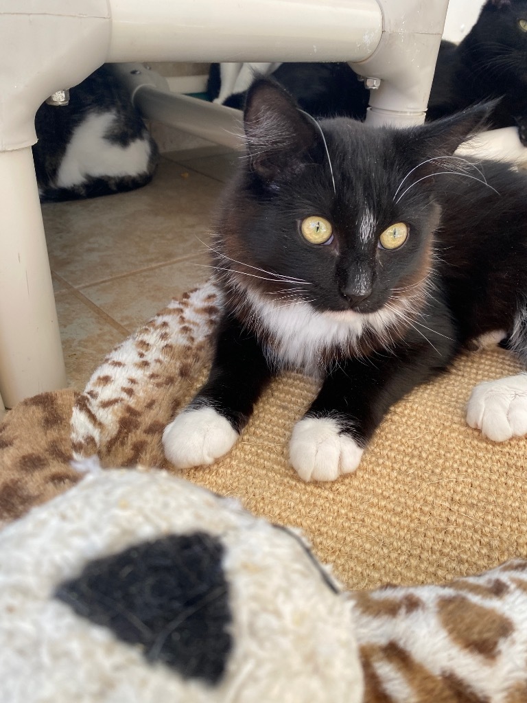 Blaze, an adoptable Domestic Long Hair in Grand Junction, CO, 81505 | Photo Image 1