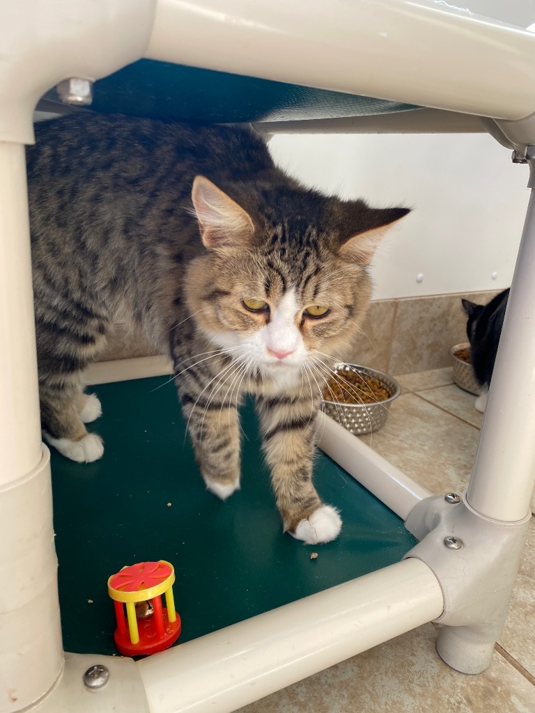 Sangria, an adoptable Domestic Short Hair in Grand Junction, CO, 81505 | Photo Image 1