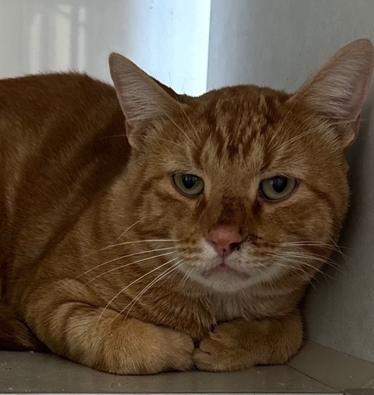 Sweet Chai Latte, an adoptable Domestic Short Hair in Grand Junction, CO, 81505 | Photo Image 1