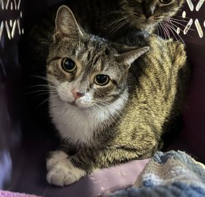 **176-Kanary, Adult Female Domestic Short Hair