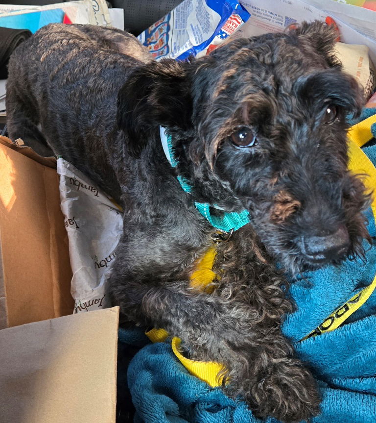 Paxton, an adoptable Schnauzer in San Antonio, TX, 78251 | Photo Image 1