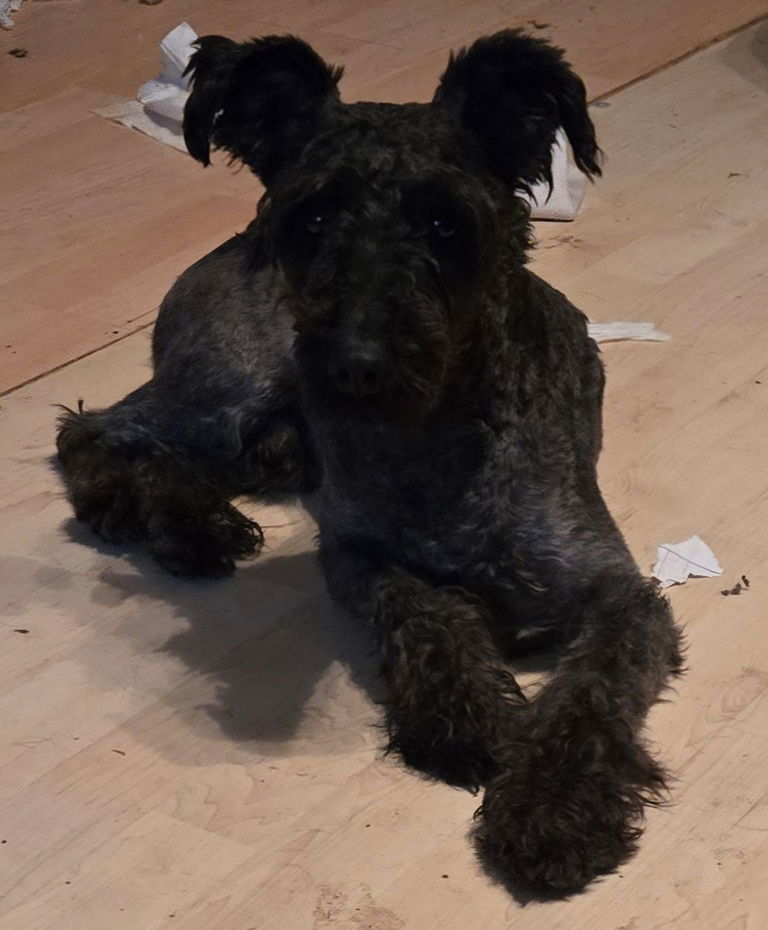 Paxton, an adoptable Schnauzer in San Antonio, TX, 78251 | Photo Image 2