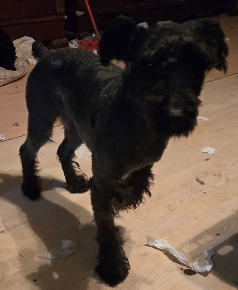 Paxton, an adoptable Schnauzer in San Antonio, TX, 78251 | Photo Image 3