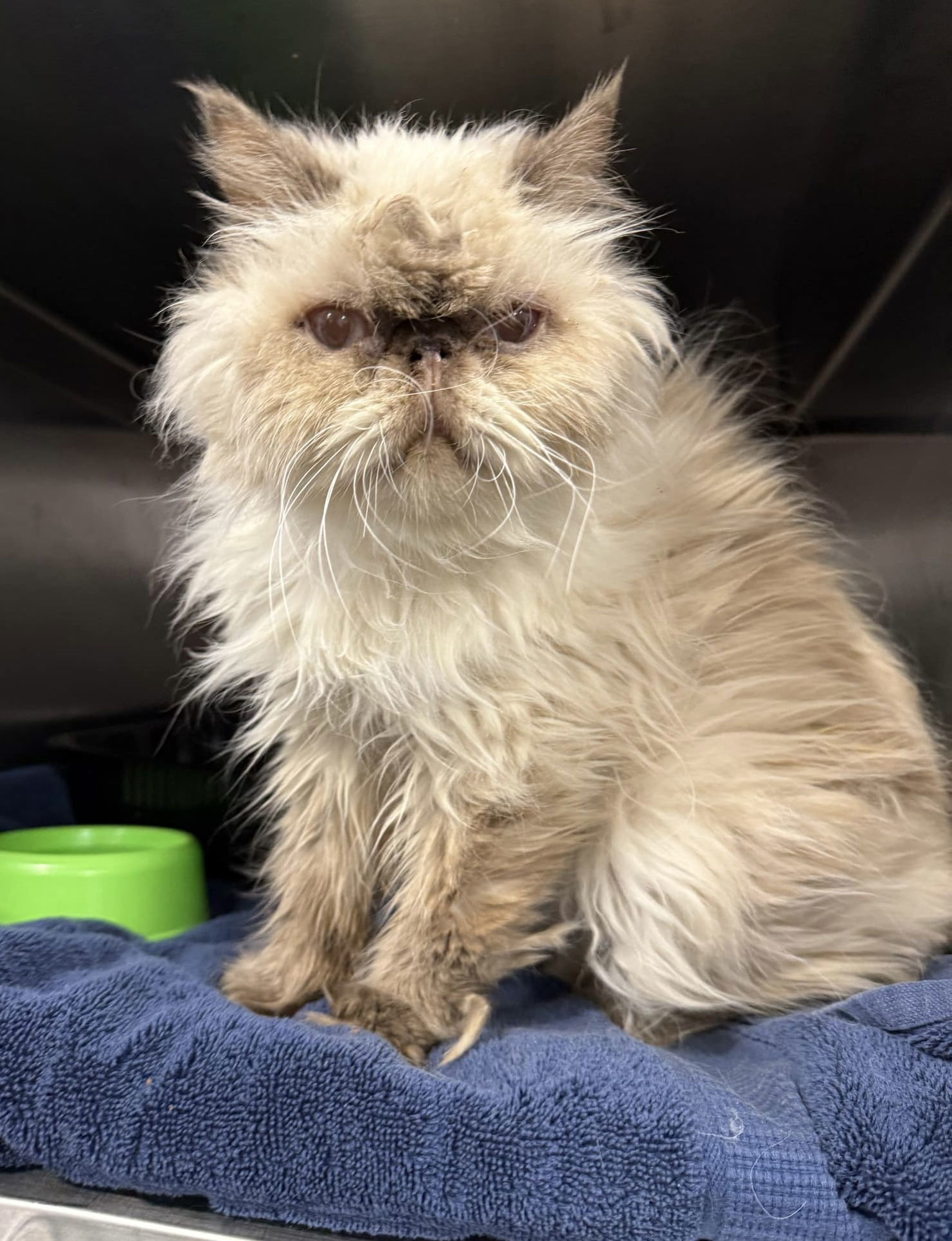 PERSEUS 7975, an adoptable Persian in Chico, CA, 95973 | Photo Image 1
