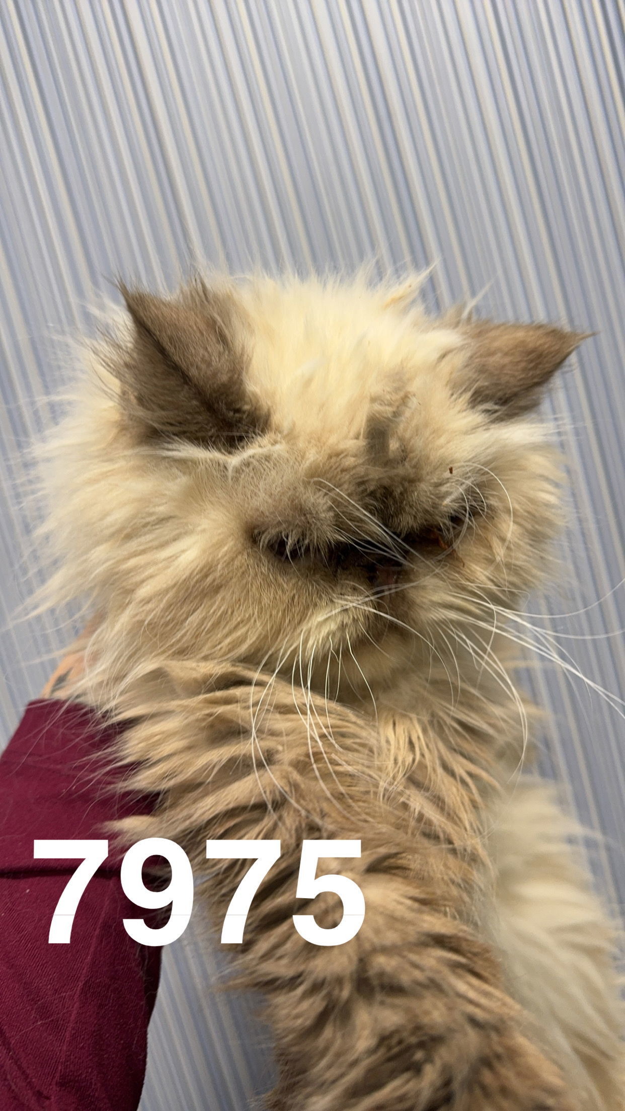 PERSEUS 7975, an adoptable Persian in Chico, CA, 95973 | Photo Image 2