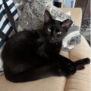 Lexi Texas, Adult Female unknown
