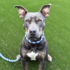 Blue, Adult Female Mixed Breed