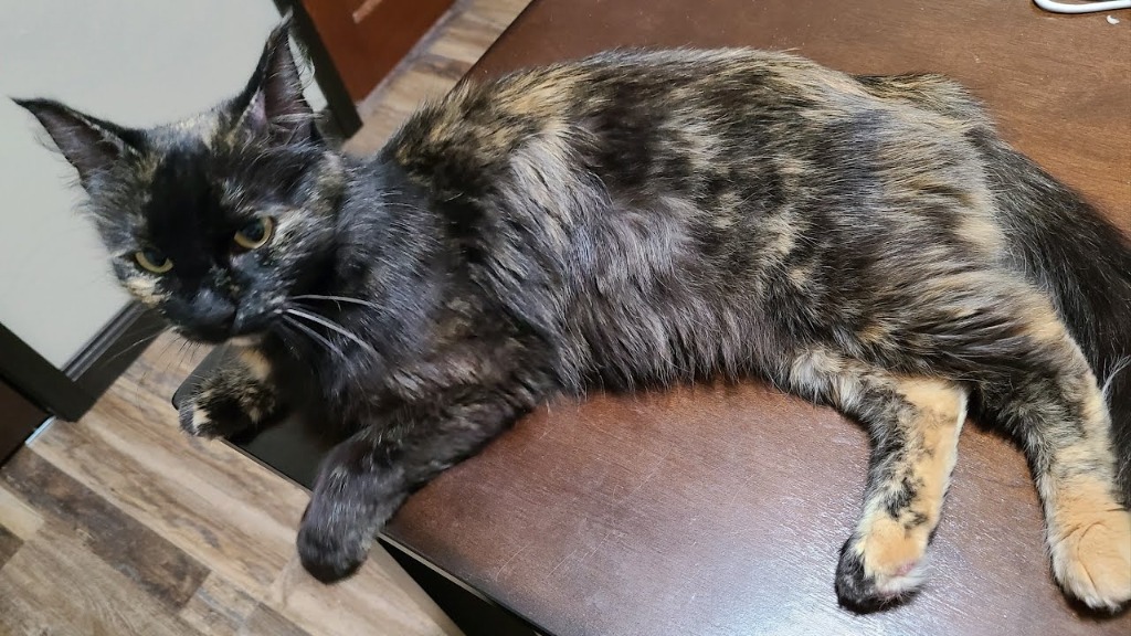 Frannie (Formerly Sketchy), an adoptable Domestic Short Hair in Minot, ND, 58701 | Photo Image 1