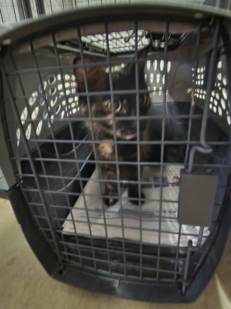 Frannie (Formerly Sketchy), an adoptable Domestic Short Hair in Minot, ND, 58701 | Photo Image 2