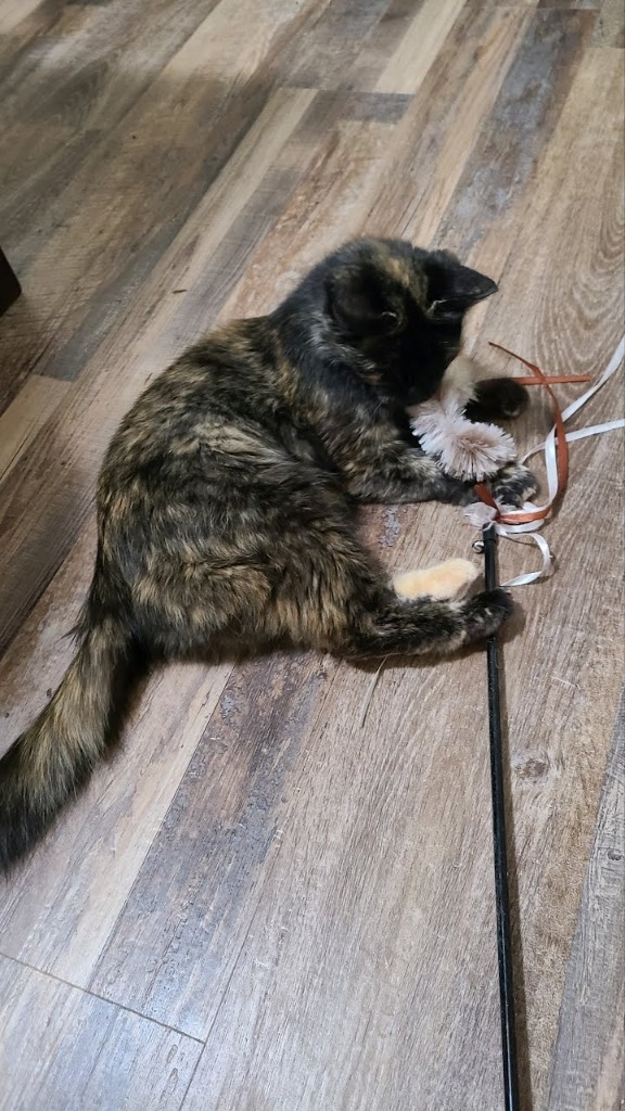 Frannie (Formerly Sketchy), an adoptable Domestic Short Hair in Minot, ND, 58701 | Photo Image 3