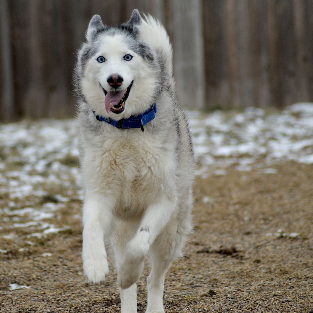 Thora (bonded with Burke)