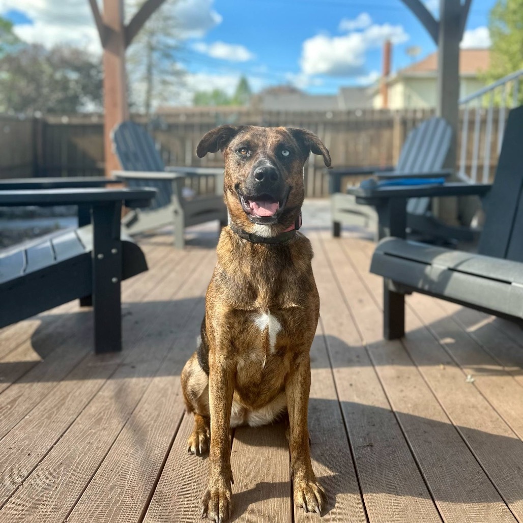 Takia, an adoptable Mountain Cur, Mixed Breed in Rochester, MN, 55903 | Photo Image 1