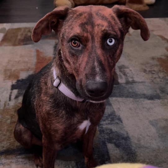 Takia, an adoptable Mountain Cur, Mixed Breed in Rochester, MN, 55903 | Photo Image 2