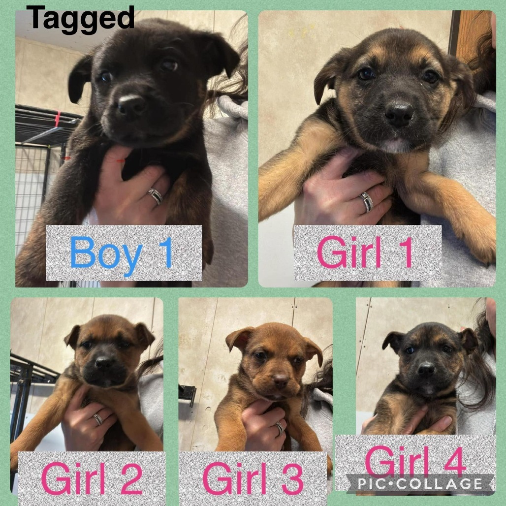 Takia, an adoptable Mountain Cur, Mixed Breed in Rochester, MN, 55903 | Photo Image 3