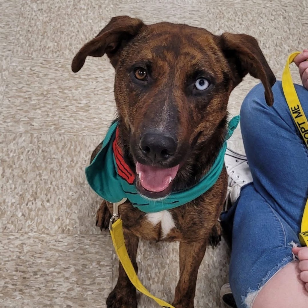 Takia, an adoptable Mountain Cur, Mixed Breed in Rochester, MN, 55903 | Photo Image 4